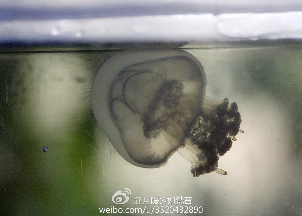 Xgyw.Org_微博女神月暖彡如梵音大尺度性感生活海量写真秀174P