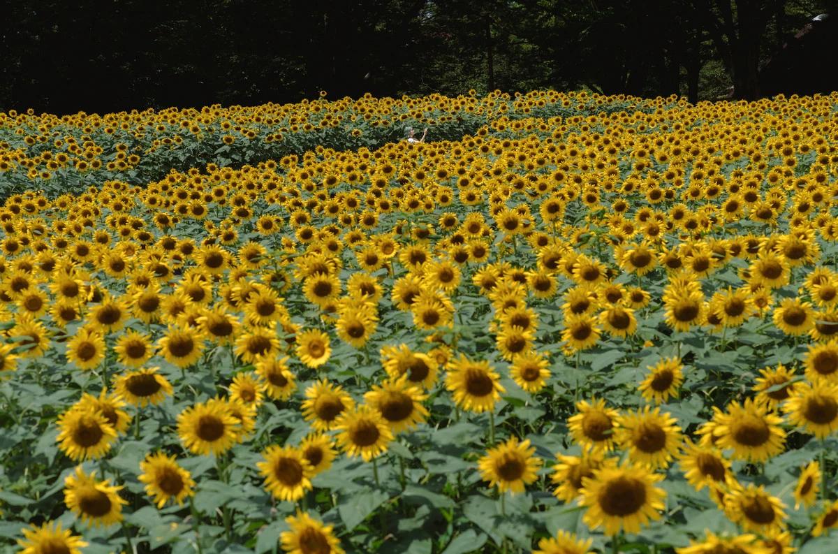 Xgyw.Org_Coser妹子Ely_eee-2024年9月合集主题性感JK制服+多套服饰系列秀曼妙身姿诱惑写真114P